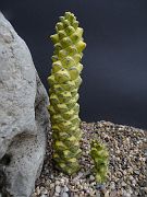 Euphorbia ritchie fa variegata
