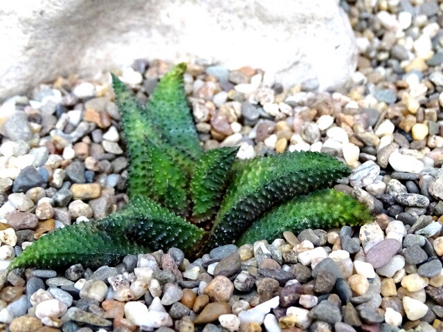 Haworthia scabra - koelmaniorum Hybrid