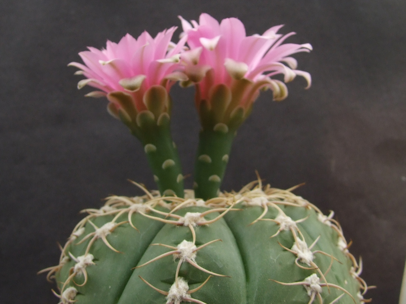 Gymnocalycium denudatum Ah 344