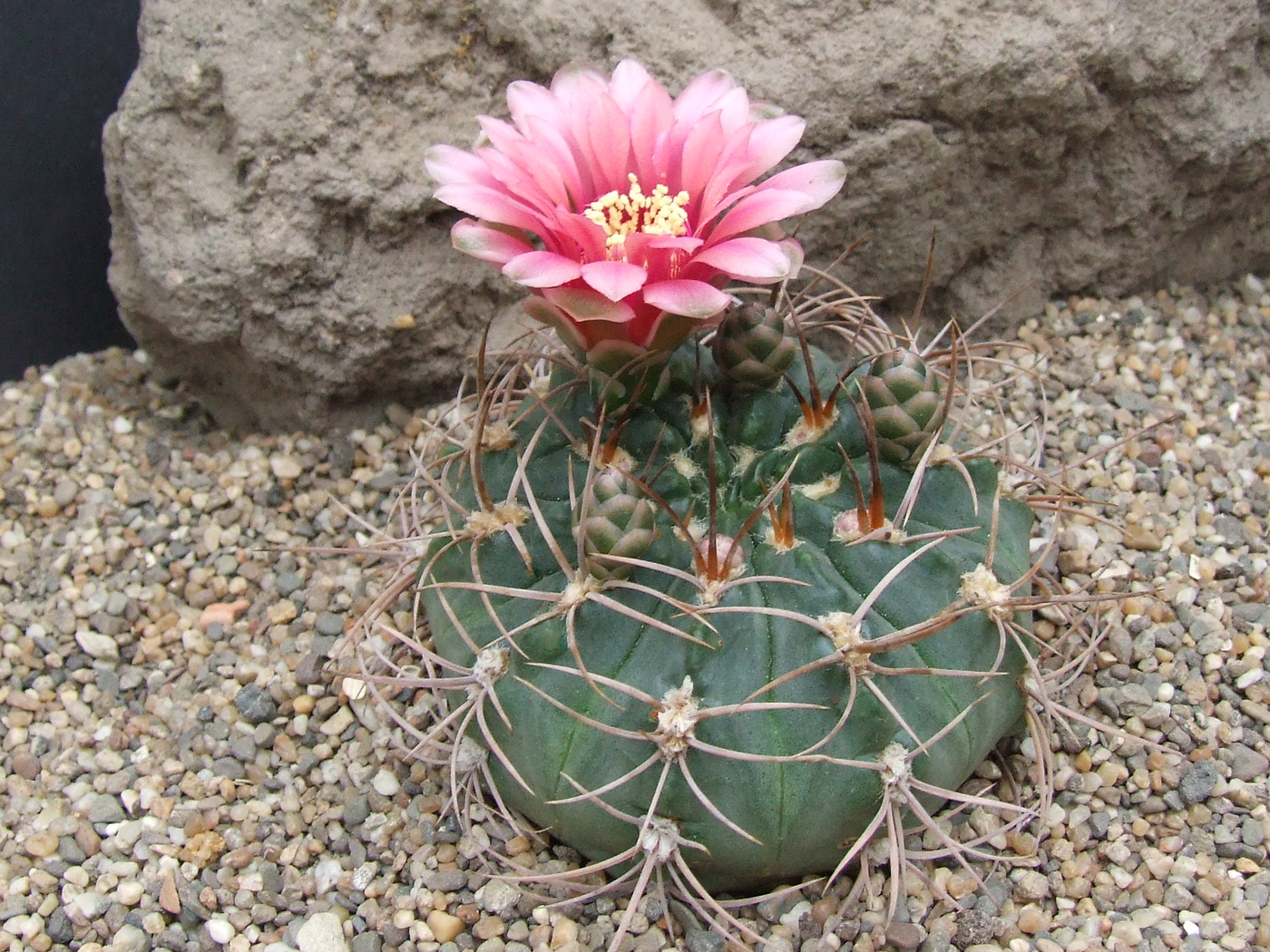 Gymnocalycium ritterianum WR 126