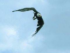 Freiflug Weißkopfseeadler
