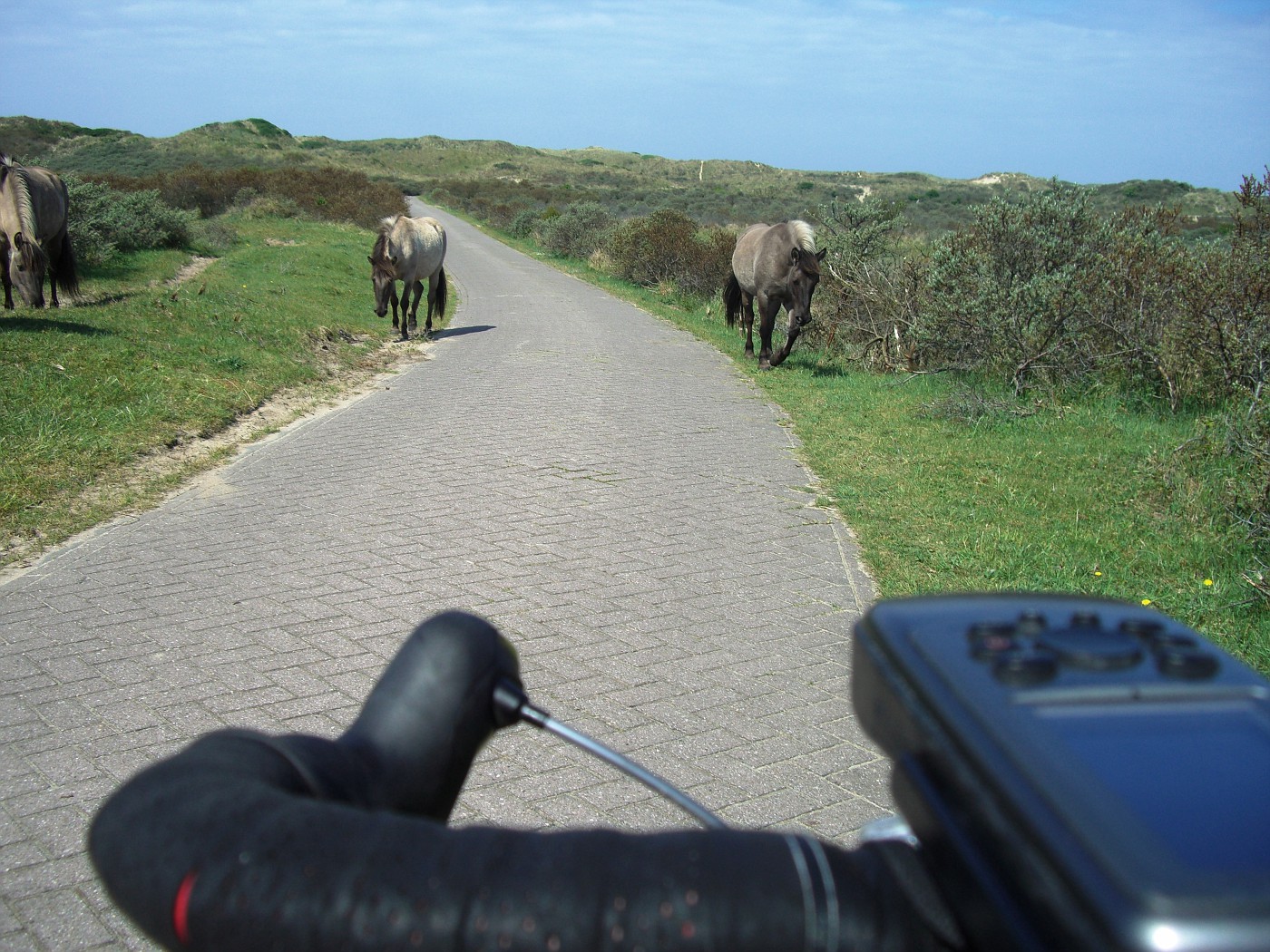 Wild horses at the cycle track
