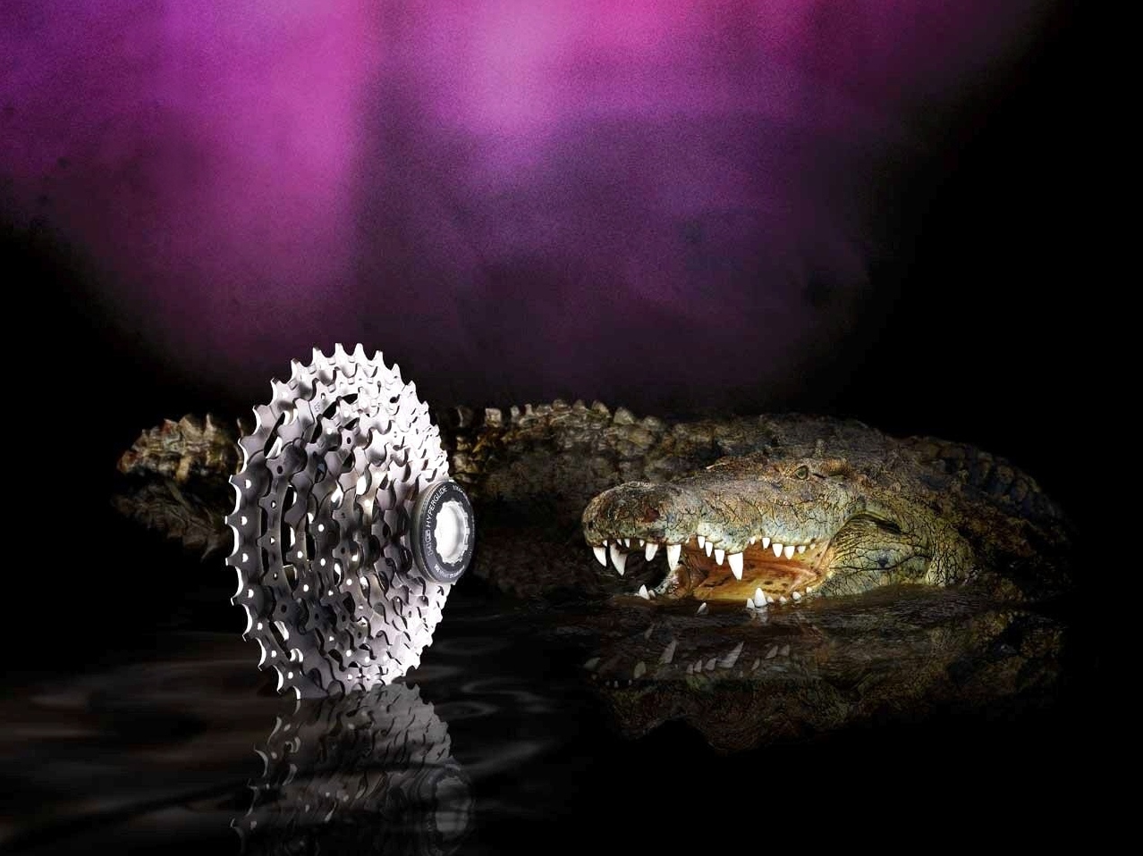 Teeth of crocodiles
