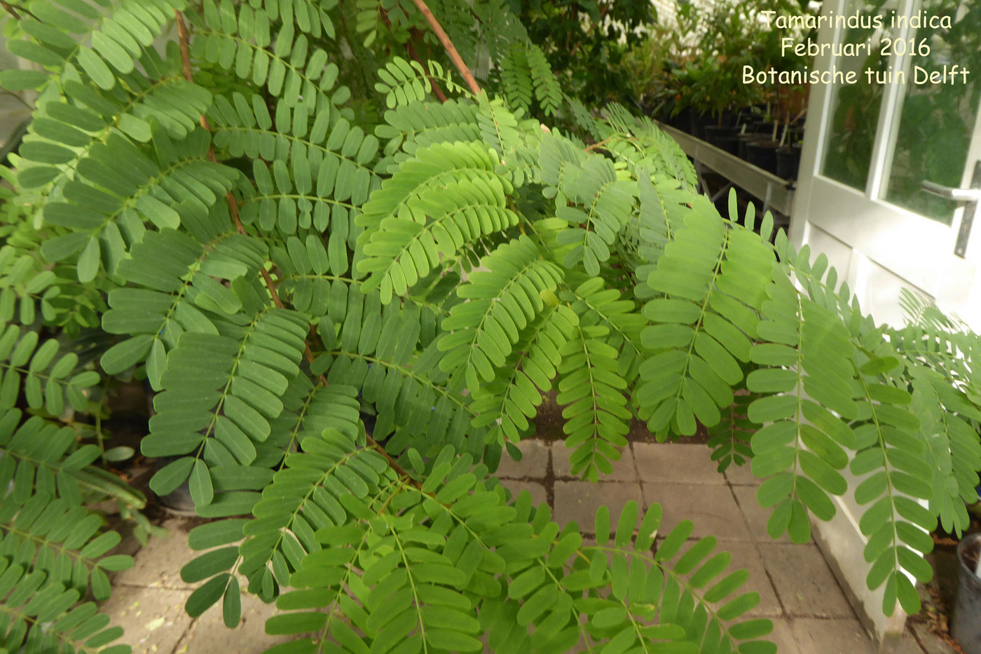 Photo Tamarindus Indica Z Fabaceae Others Album Nora Goosen