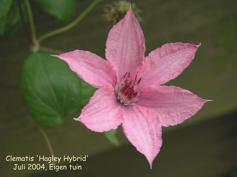 Clematis Hagley Hybrid Perennial Resource