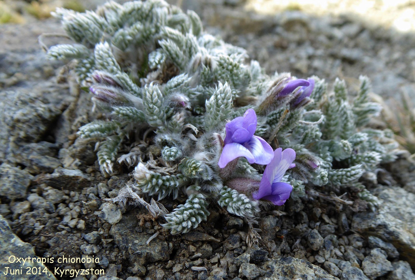 Химический состав растения oxytropis rosea