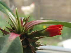 Euphorbia viguiri