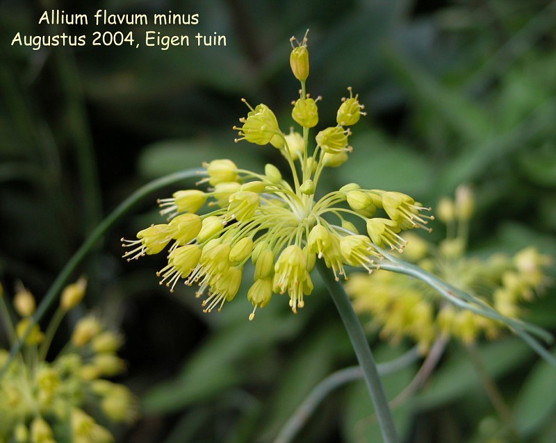 Allium flavum ssp. flavum var. minus