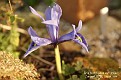 Iris histrioides var. major