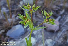 Euphorbia exigua