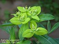Euphorbia jacquemontii