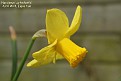 Narcissus 'Larkwhistle’