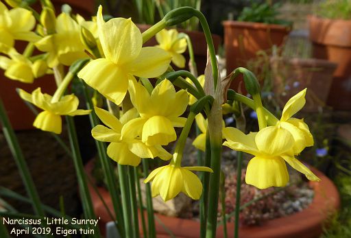 Narcissus 'Little Sunray'