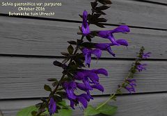 Salvia guaranitica var. purpurea
