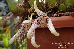 Bulbophyllum variculosum