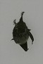Bat on the ceiling of the reception
