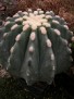 Ferocactus glausescens    Spineless form
