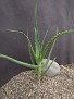 Aloe acutissima v. isaloana Is.