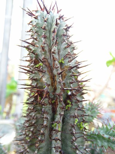 Euphorbia horrisa and viscum minimum start