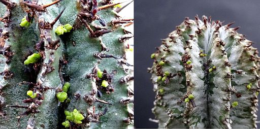 Euphorbia horrida v. striata + Viscum minimum