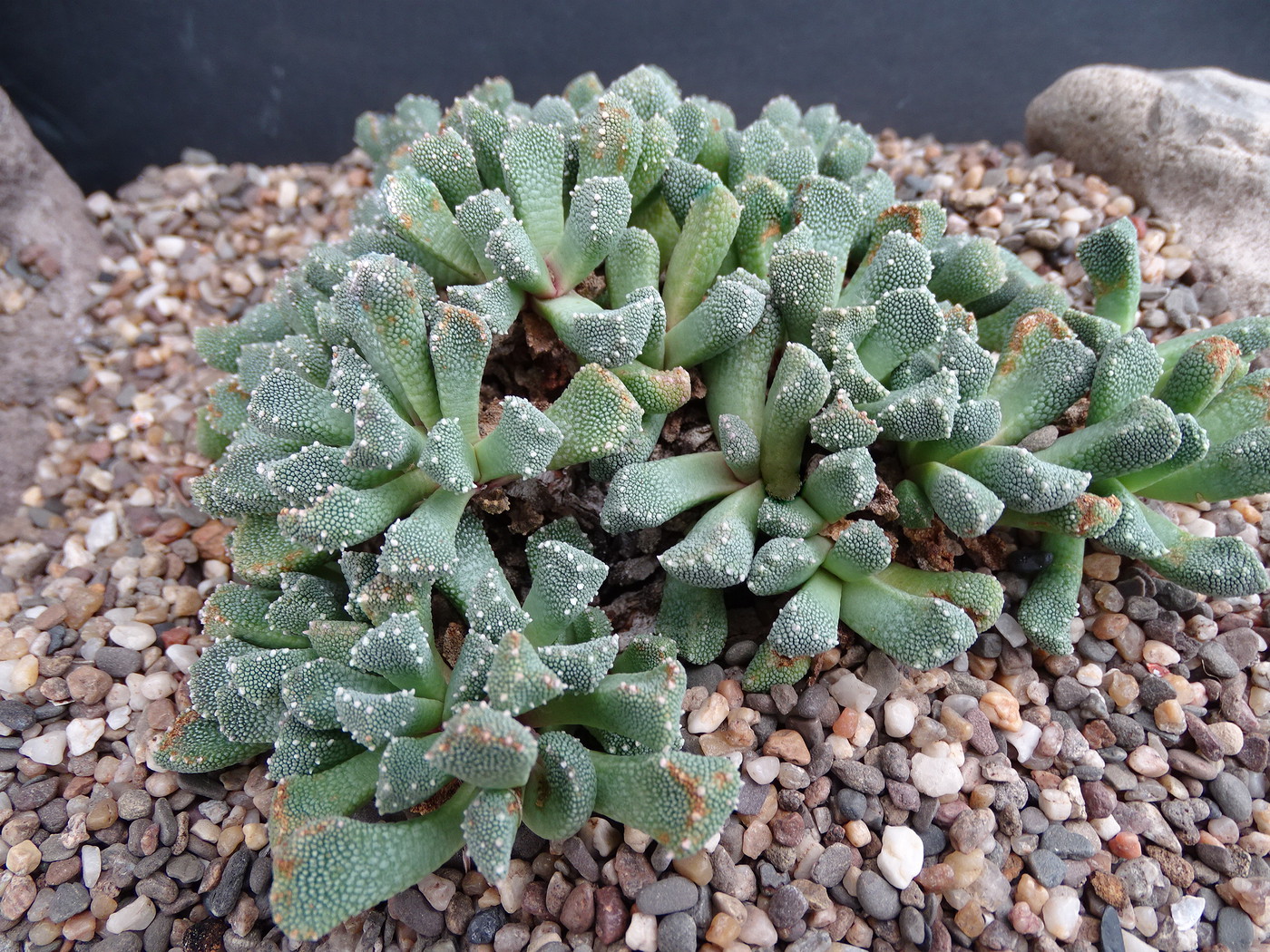 Aloinopsis luckhoffii фото