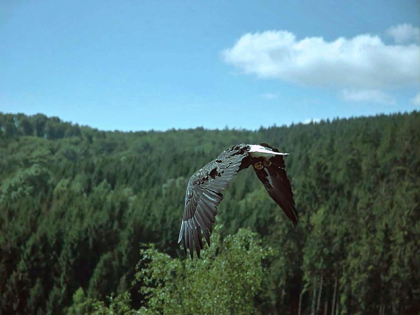 Freiflug Weißkopfseeadler
