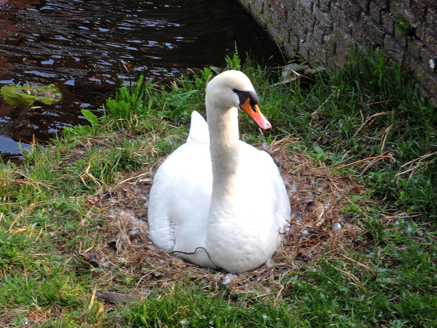Swan's nest