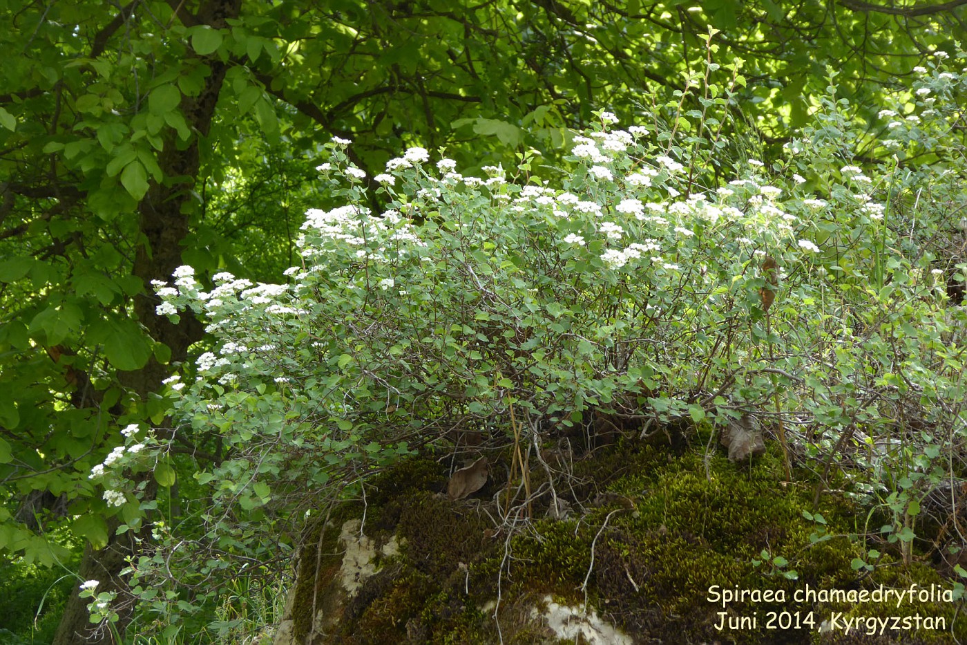 Spiraea chamaedryfolia