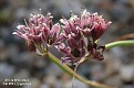 Allium brevicaule