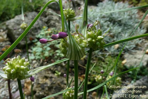 Allium ampeloprasum var. babingtonii