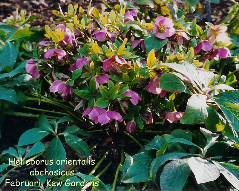 Helleborus orientalis ssp. abchasicus