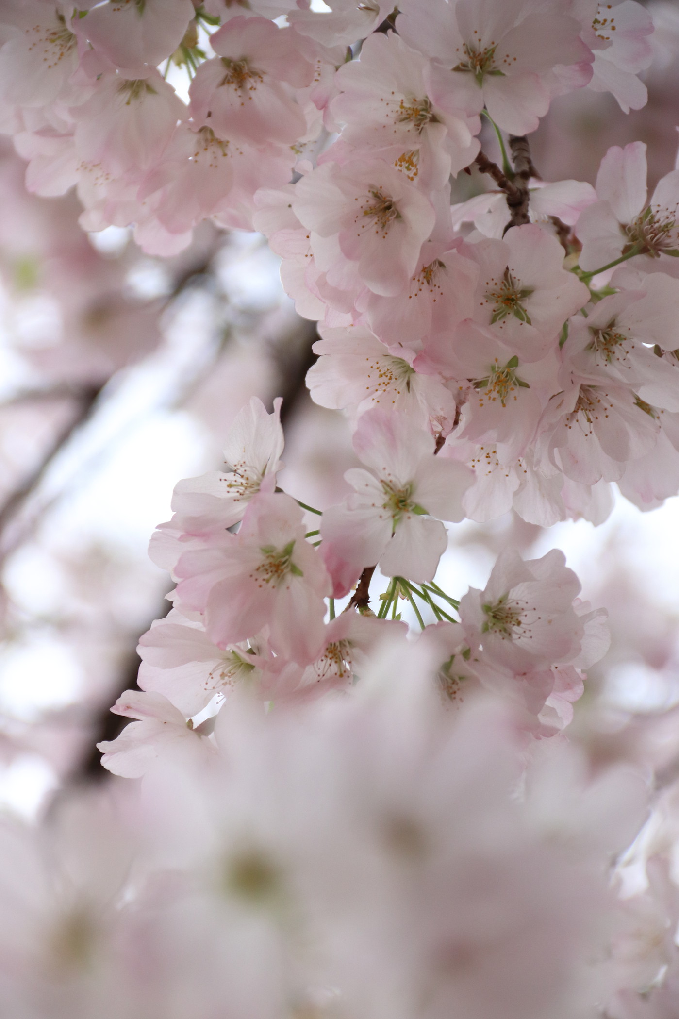 Photo: 220331 CherryBlossoms in Tokyo #454 | 2022.03.31 Cherry Blossoms ...