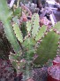 Euphorbia teixeirae