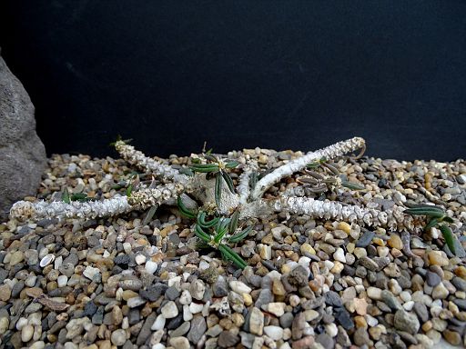 Euphorbia cylindrifolia v. tuberifera.JPG