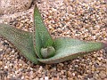 Aloe thorncroftii