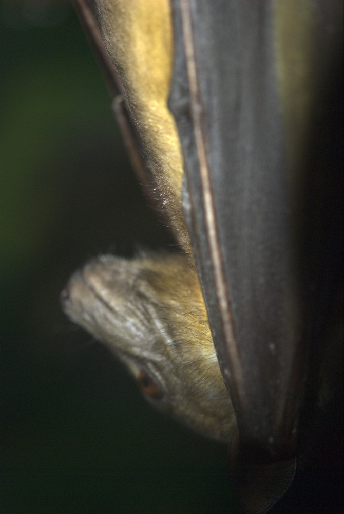 alpilean bat