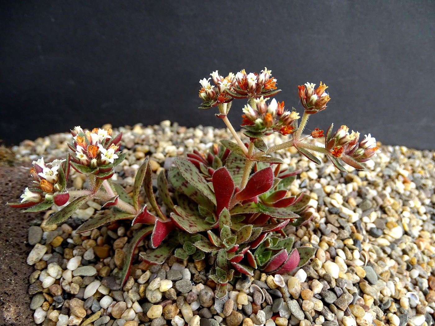 Crassula Namaquensis