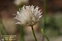 Allium schoenoprasum 'Corsican White'