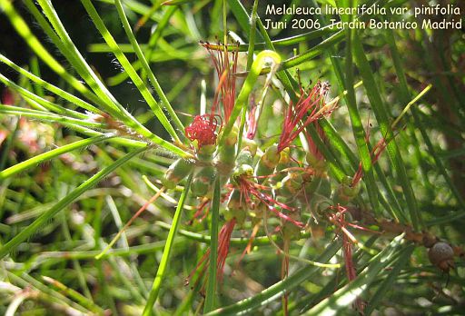 Melaleuca linearifolia var. pinifolia