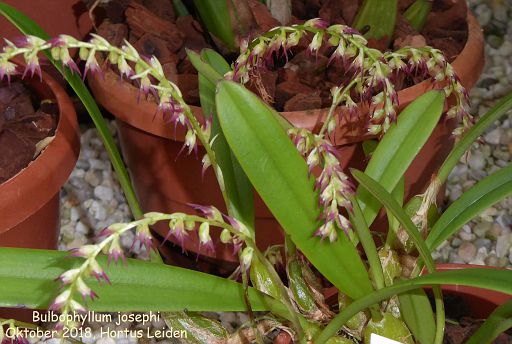 Bulbophyllum josephi