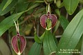 Bulbophyllum nasica