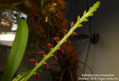 Bulbophyllum oreonastes