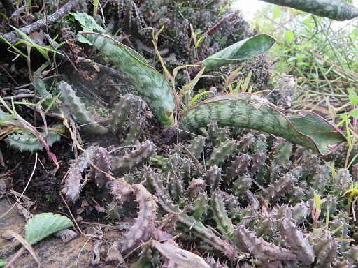 ah Huernia hystrix Cabeca do Velho Mts, close to Chimoio, Manica province center of Mozambique
