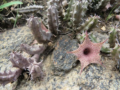144 Huernia hislopii from cabeca do velho mountain close to Chimoio town in Manica province