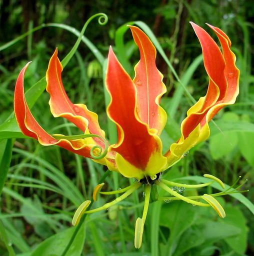 136 Gloriosa superba from Balama district in northern Mozambique