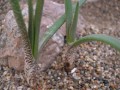 Aloe verecunda ( E.S. A. ecklonis )  Ermelo