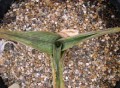 Aloe buettneri