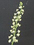 Eriospermum brevipes flower Humansdorp