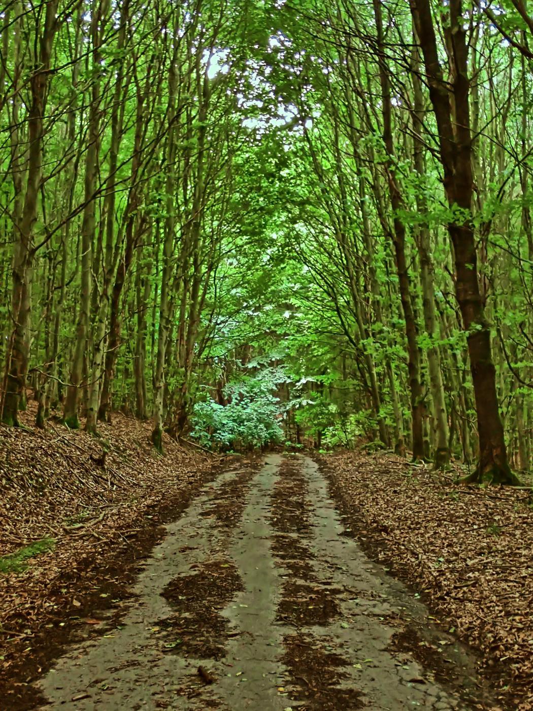 Im Blomberger Wald