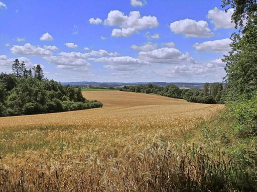 Feld und Wald